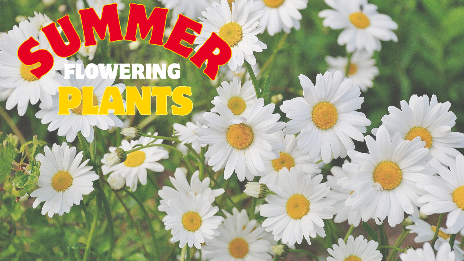 10 summer flowering plants