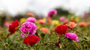 Portulaca summer flowering plants