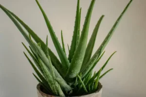 alovera plant