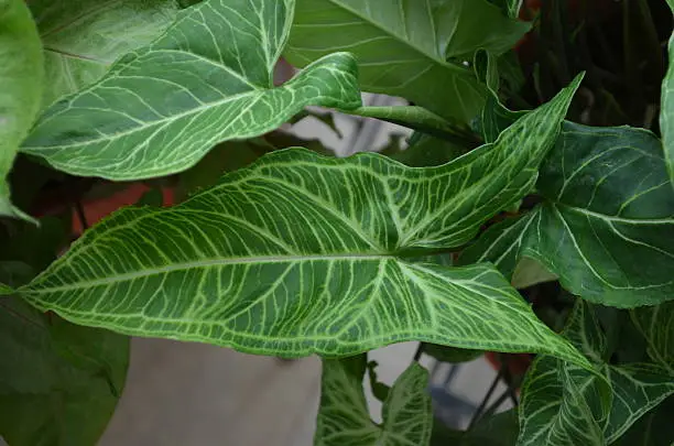 indoor plant
