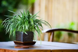 Spider plant for beginners