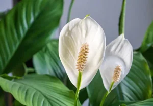 Peace lily