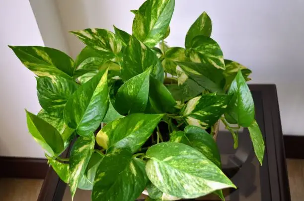 pothos