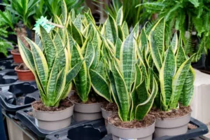 plant for beginners