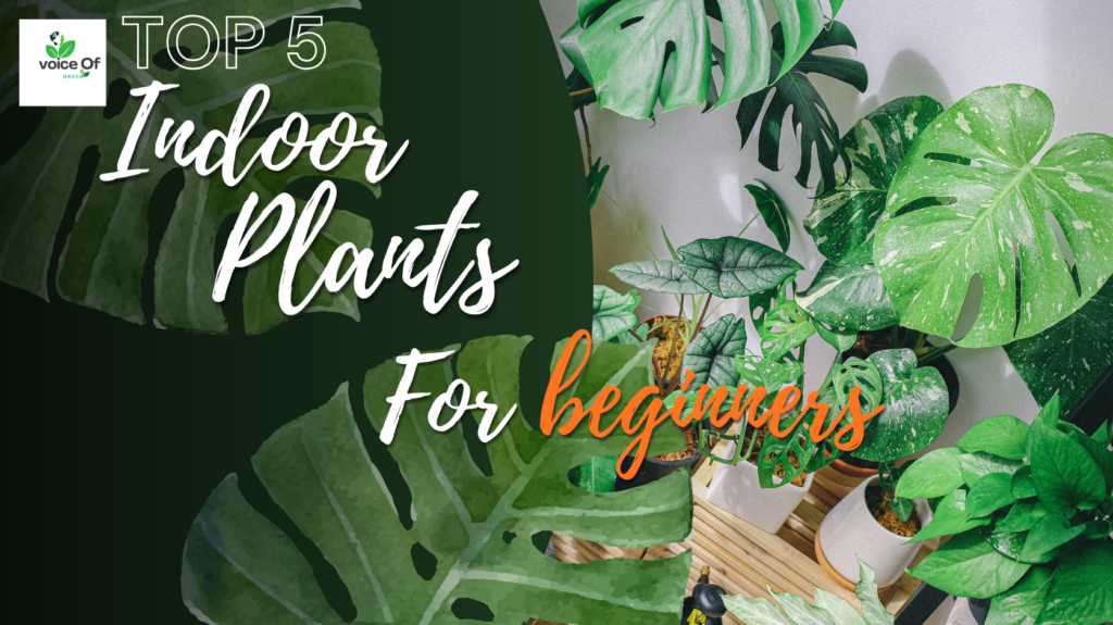 Top 5 indoor plants for beginners